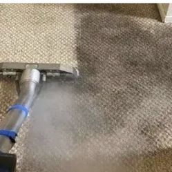 Carpet Y Pet Treatment 