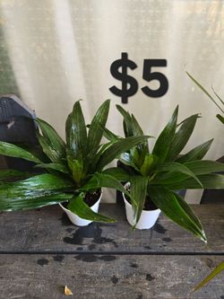 Dracaena