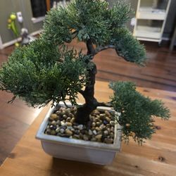 Bonsai  Fake