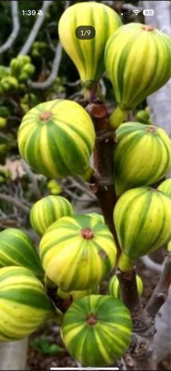 Exotic Panache Fig (15 Gallon/ Fruiting).