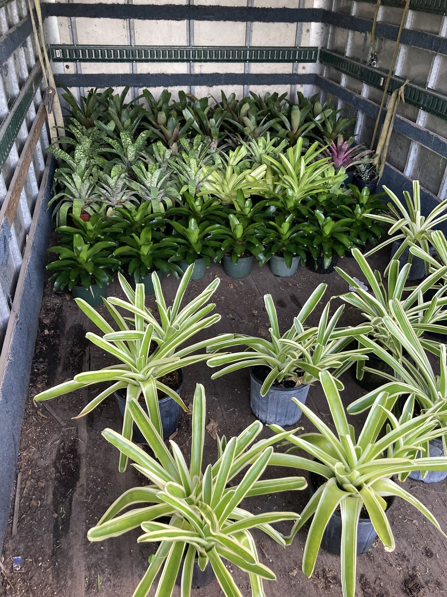 Assorted Rare Bromeliads 1gallon 3 Gallon