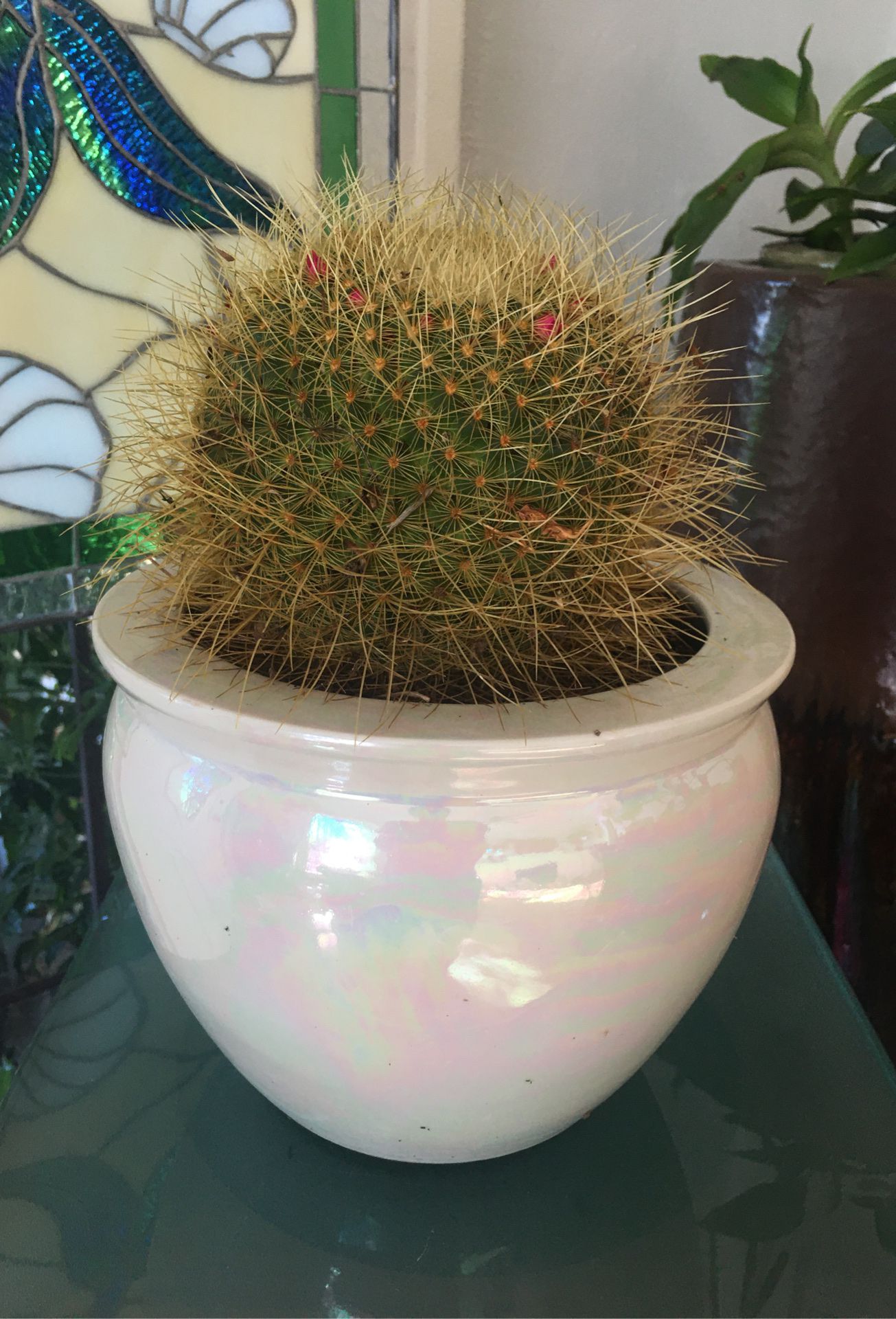 Barrel Cactus 🌵 in Iridescent Rainbow Flower Pot