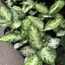 Plant