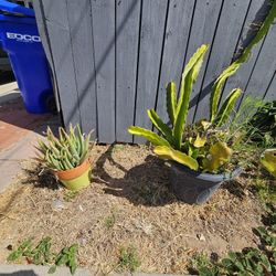 Free Plants