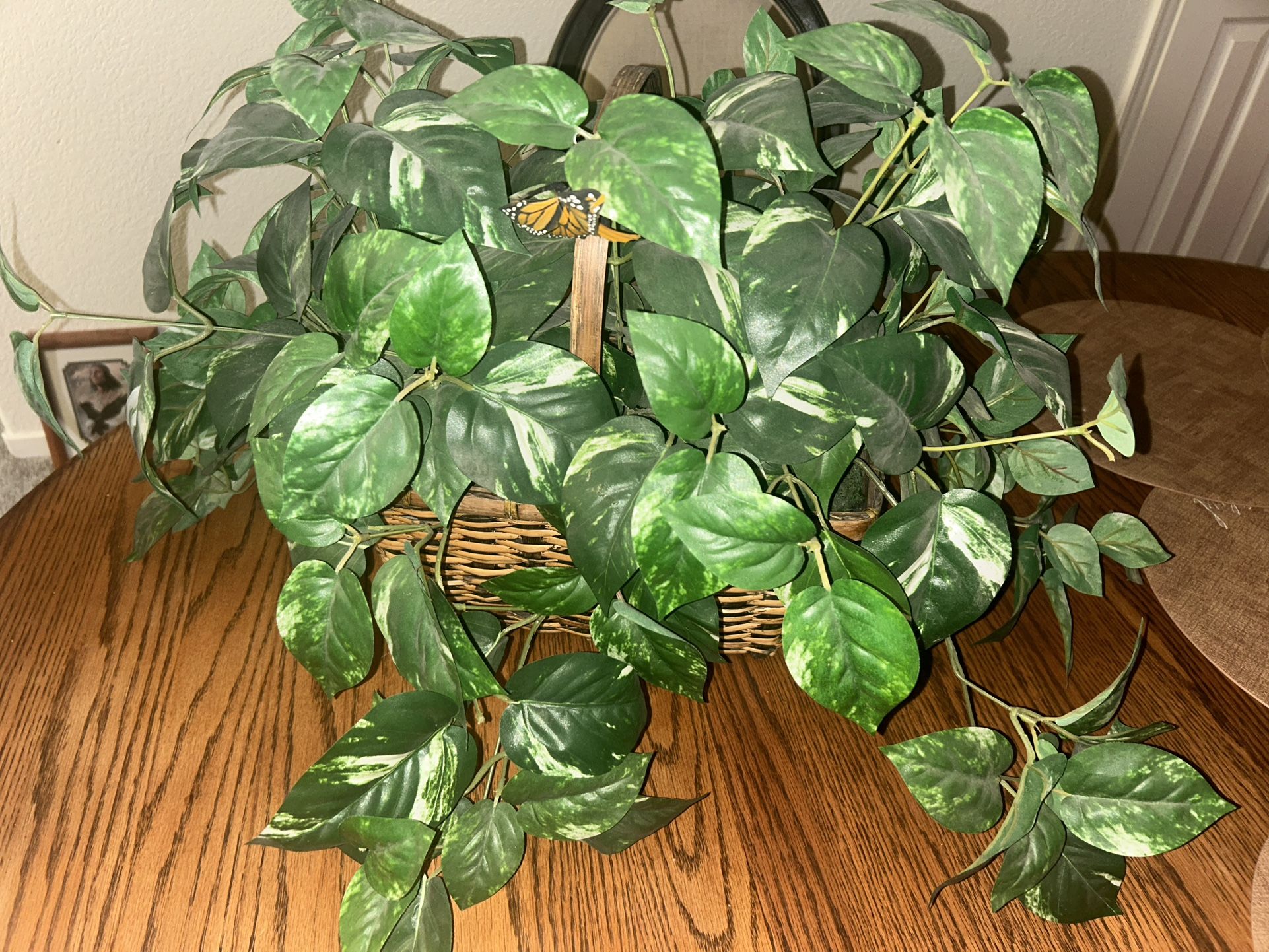 Beautiful House Plant