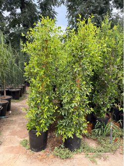 Indian Laurel ficus 15 gal