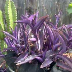 WANDERING JEW SUCCULENT 