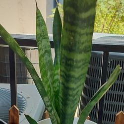 Snake plant with pot/ indoor or outdoor/ see discription 👍👍