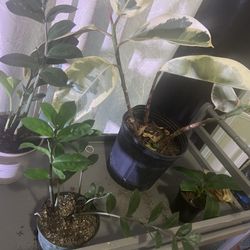 Plants For Sale