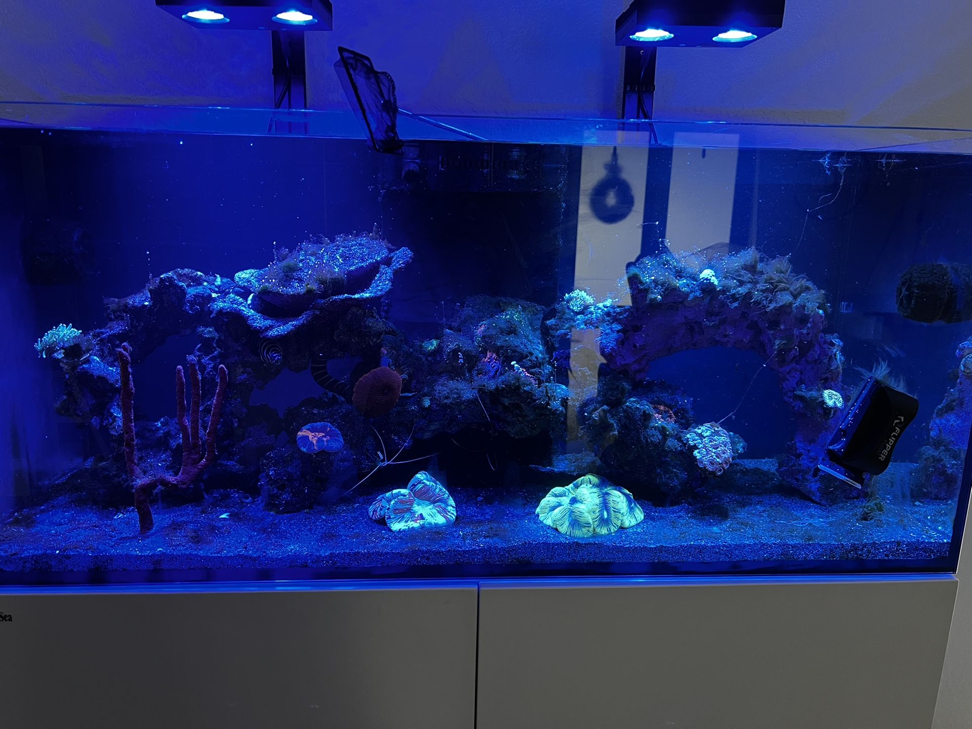 Red Sea Reefer 350