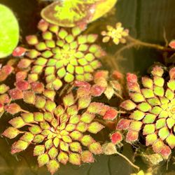 Mosaic Water Pond Plants