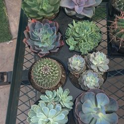 Succulent And Cacti For Sale.