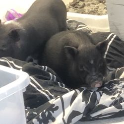 Pot Belly Piggies