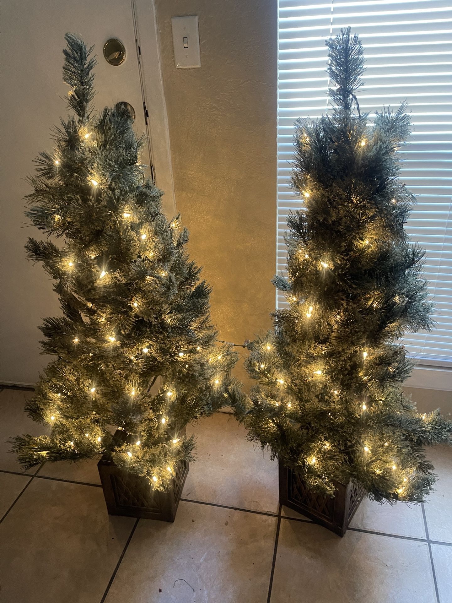 Pair Of Potted  Virginia Tree