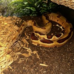 Hypo Jungle Boa