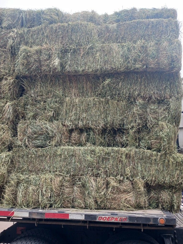 1st Cutting Timothy 