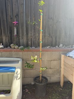 Crepe Myrtle Tree 5 Ft