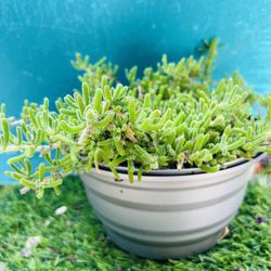 Drosanthemum eburneum cluster/bonsai, old trunk, live rooted, get 2 free succule