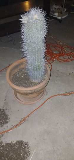 Old Man cactus