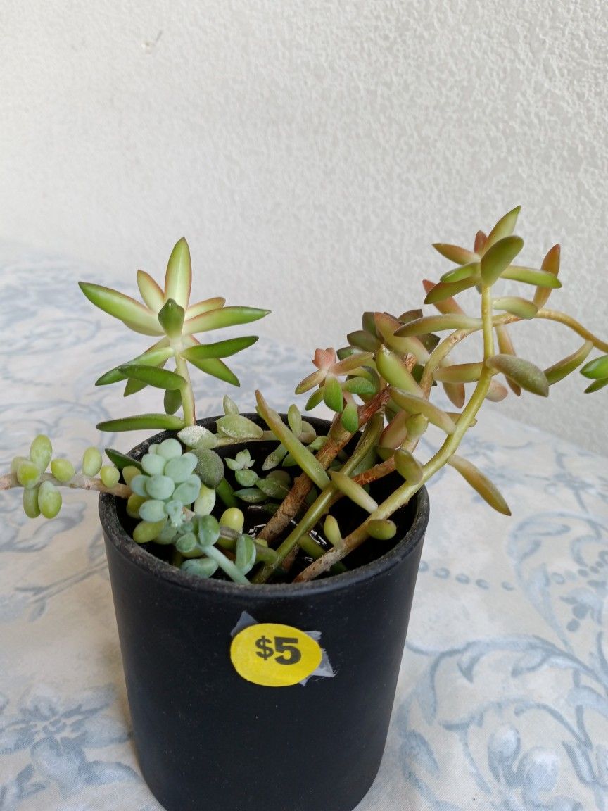 Succulent Plant