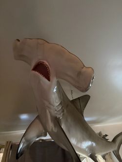 Hammerhead Shark Mount
