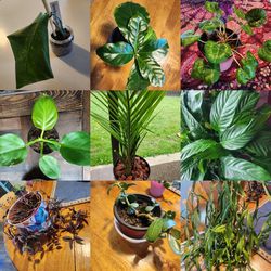 Plants For Sale 🪴