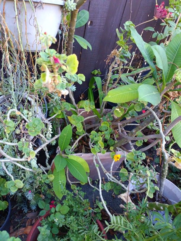 Plants