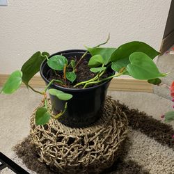 Philodendron Heartleaf 