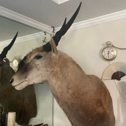 Shoulder Mounted Taxidermy of a Giant African Elan