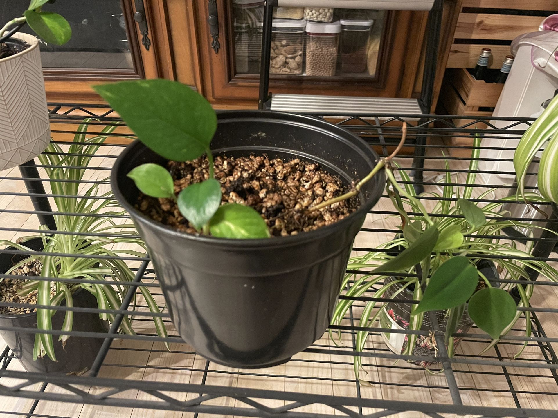pothos In 6inch Pot