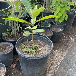 Plantas