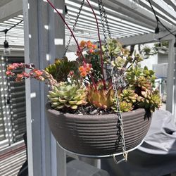 Plant Hangers X5 With Planted Pots (or By Themselves)