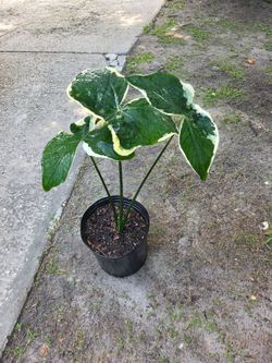 Alocasia Mickey Mouse