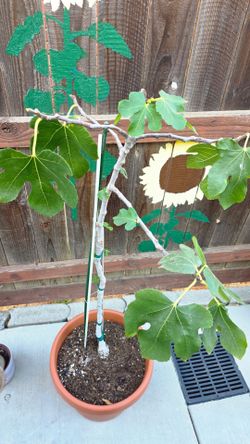 Fig tree