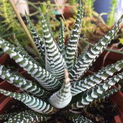 Zebra Cactus