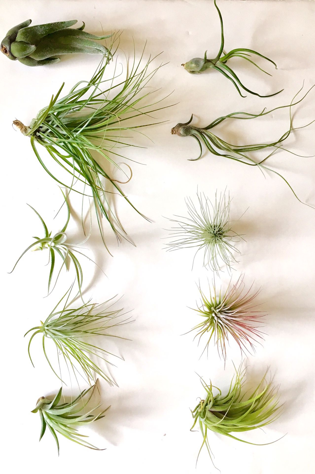 Ten Assorted Live Air Plants Size 3" to 7", Very Interesting Mixed Air Plants for Terrariums, All Different Kind