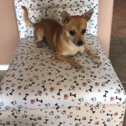 Dog Bed