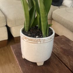 Sansevieria “moonshine” Snake Plant in White Ceramic Footed Planter 