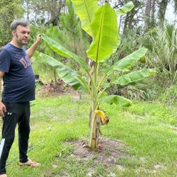 Lady Finger Banana Plant 