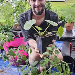 $1 Spring Plant Sale! 