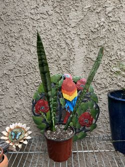 Snake Plant Well Rooted