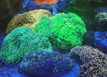 Branching And Wall Hammers Available 