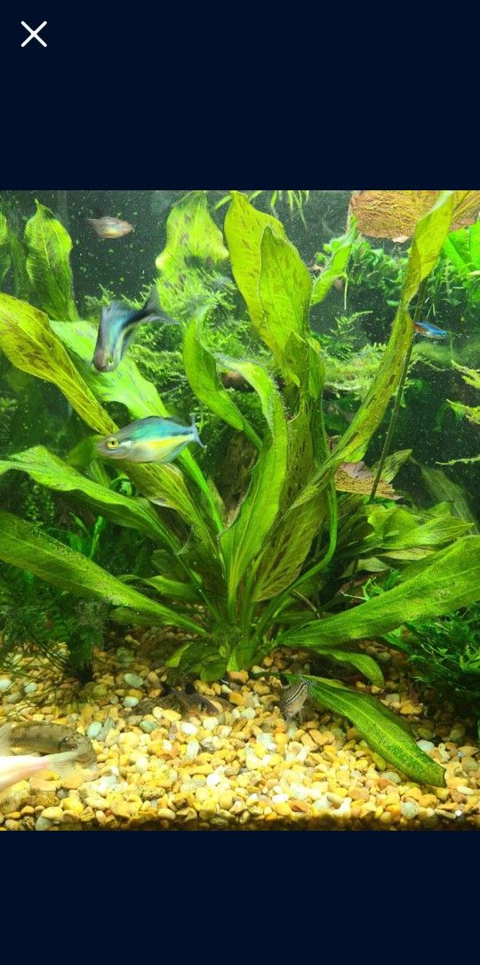 Red Flame Sword Echinodorus
horemanii Live Aquarium Plants