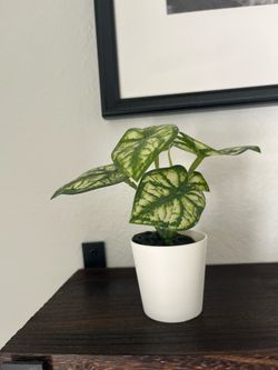 Small Potted Caladium Plant in White Pot