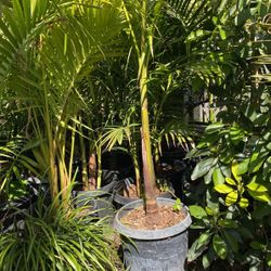 King Palm