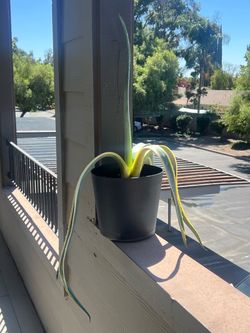 Agave Americana large