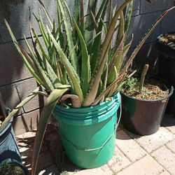 Aloe Vera Plants