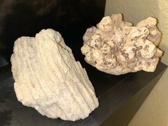 Petrified Fossilized Coral