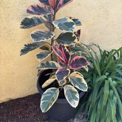 Ficus Elástica Rubber Tree 