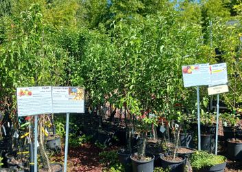 Fruit Trees
